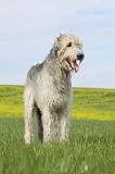 IRISH WOLFHOUND 192
